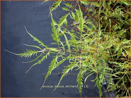 Aruncus dioicus &#039;Whirlwind&#039; | Geitenbaard