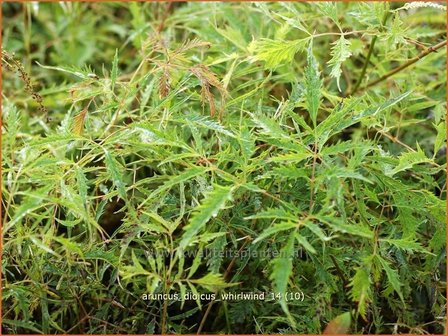 Aruncus dioicus &#039;Whirlwind&#039; | Geitenbaard