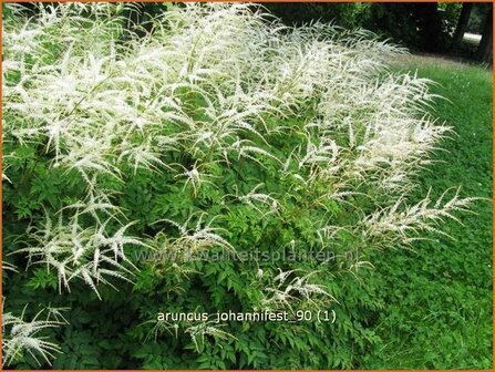 Aruncus &#039;Johannifest&#039; | Geitenbaard