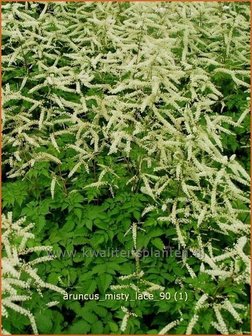 Aruncus &#039;Misty Lace&#039; | Geitenbaard | Gei&szlig;bart | Goat&#039;s Beard