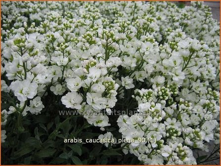 Arabis caucasica &#039;Plena&#039; | Randjesbloem, Rijstebrij