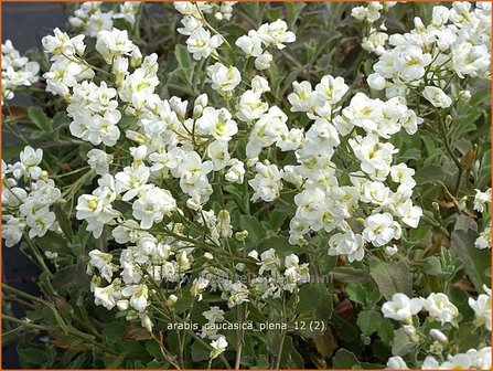 Arabis caucasica &#039;Plena&#039; | Randjesbloem, Rijstebrij