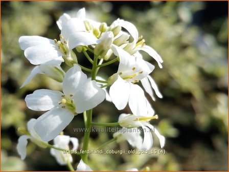 Arabis ferdinandi-coburgii &#039;Old Gold&#039; | Randjesbloem