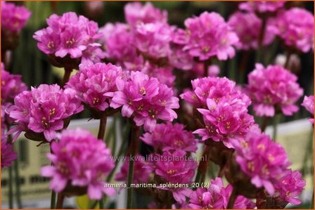 Armeria maritima &#039;Splendens&#039; | Engels gras