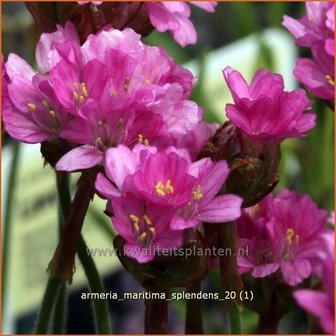 Armeria maritima &#039;Splendens&#039; | Engels gras