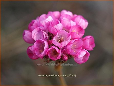 Armeria maritima &#039;Vesuv&#039; | Engels gras