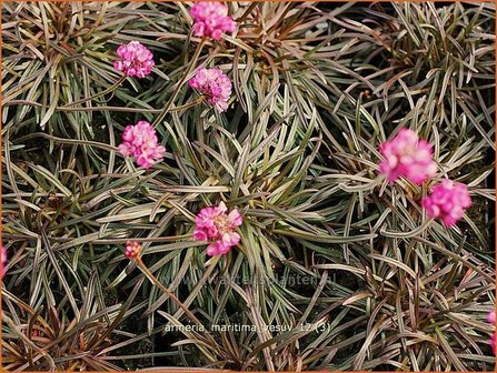 Armeria maritima &#039;Vesuv&#039; | Engels gras