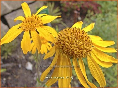 Arnica montana | Valkruid, Wolverlei