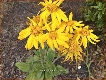 Arnica montana | Valkruid, Wolverlei