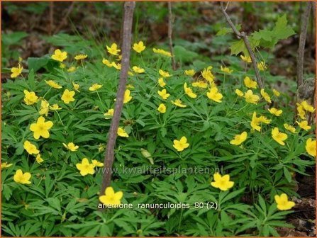 Anemone ranunculoides | Gele Anemoon