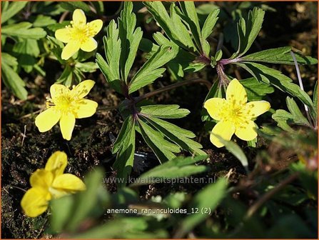 Anemone ranunculoides | Gele Anemoon