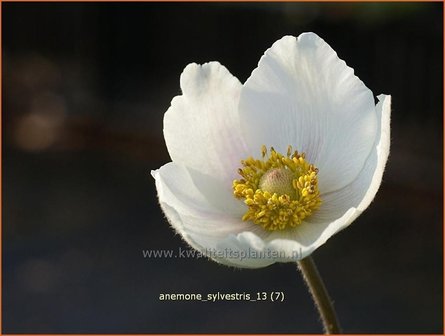 Anemone sylvestris | Anemoon