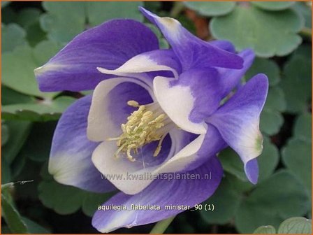 Aquilegia flabellata &#039;Ministar&#039; | Akelei