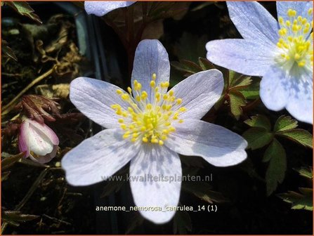Anemone nemorosa &#039;Caerulea&#039; | Bosanemoon