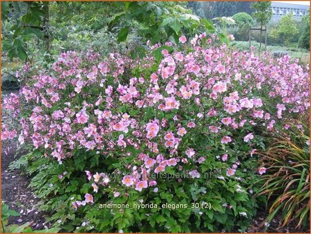 Anemone hybrida &#039;Elegans&#039; | Anemoon, Herfstanemoon, Japanse anemoon