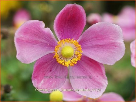 Anemone hybrida &#039;Hadspen Abundance&#039; | Anemoon, Herfstanemoon, Japanse anemoon
