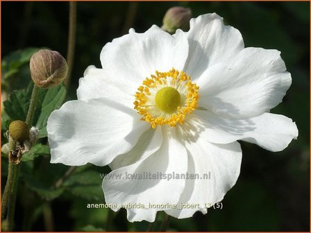 Anemone hybrida &#039;Honorine Jobert&#039; | Herfstanemoon, Japanse anemoon, Anemoon | Herbstanemone