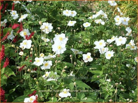 Anemone hybrida &#039;Honorine Jobert&#039; | Herfstanemoon, Japanse anemoon, Anemoon | Herbstanemone