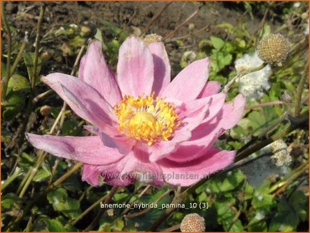 Anemone hybrida &amp;#39;Pamina&amp;#39; | Herfstanemoon, Japanse anemoon, Anemoon | Herbstanemone