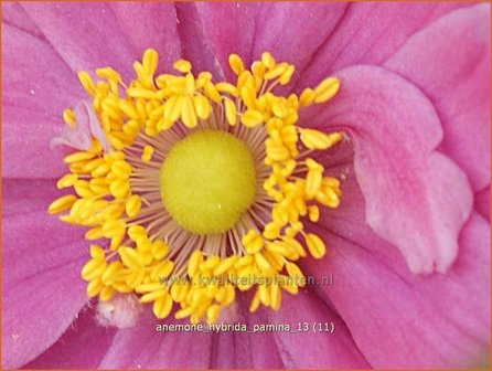 Anemone hybrida &amp;#39;Pamina&amp;#39; | Herfstanemoon, Japanse anemoon, Anemoon | Herbstanemone