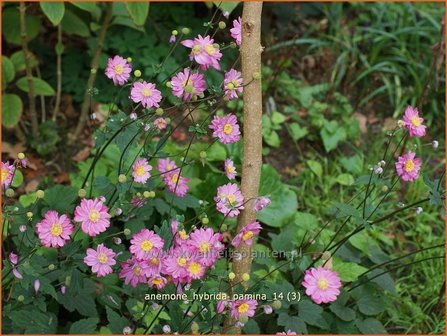 Anemone hybrida &amp;#39;Pamina&amp;#39; | Herfstanemoon, Japanse anemoon, Anemoon | Herbstanemone