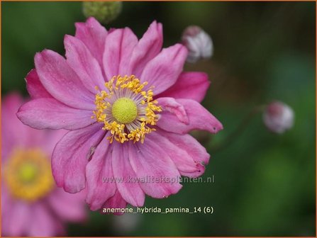 Anemone hybrida &amp;#39;Pamina&amp;#39; | Herfstanemoon, Japanse anemoon, Anemoon | Herbstanemone