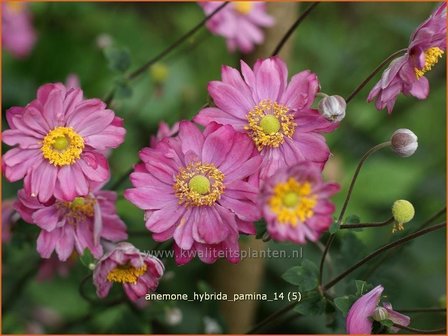 Anemone hybrida &amp;#39;Pamina&amp;#39; | Herfstanemoon, Japanse anemoon, Anemoon | Herbstanemone