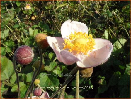 Anemone hybrida &#039;Richard Ahrens&#039; | Anemoon, Herfstanemoon, Japanse anemoon
