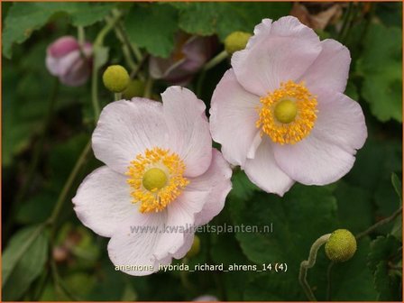 Anemone hybrida &#039;Richard Ahrens&#039; | Anemoon, Herfstanemoon, Japanse anemoon
