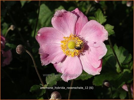 Anemone hybrida &#039;Rosenschale&#039; | Anemoon, Herfstanemoon, Japanse anemoon