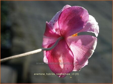 Anemone hybrida &#039;Rosenschale&#039; | Anemoon, Herfstanemoon, Japanse anemoon