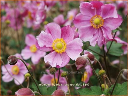 Anemone hybrida &#039;Rosenschale&#039; | Anemoon, Herfstanemoon, Japanse anemoon