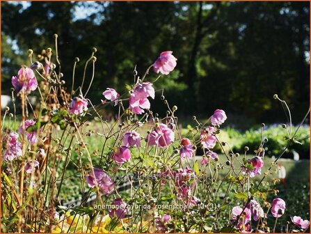 Anemone hybrida &#039;Rosenschale&#039; | Anemoon, Herfstanemoon, Japanse anemoon