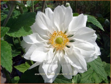 Anemone hybrida &#039;Whirlwind&#039; | Anemoon, Herfstanemoon, Japanse anemoon