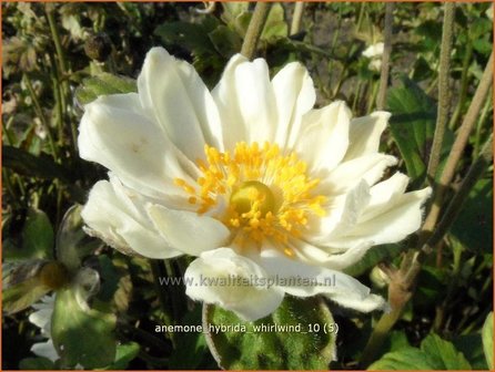 Anemone hybrida &#039;Whirlwind&#039; | Anemoon, Herfstanemoon, Japanse anemoon