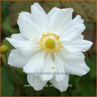 Anemone hybrida &#039;Whirlwind&#039; | Anemoon, Herfstanemoon, Japanse anemoon