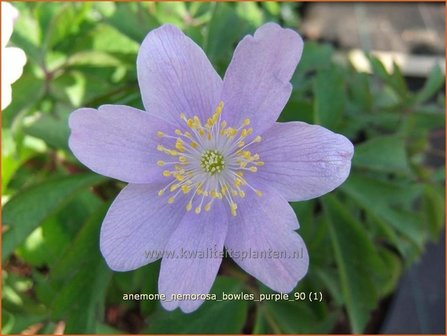 Anemone nemorosa 'Bowles Purple' | Bosanemoon
