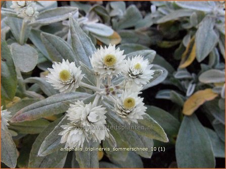 Anaphalis triplinervis 'Sommerschnee' | Siberische edelweiss