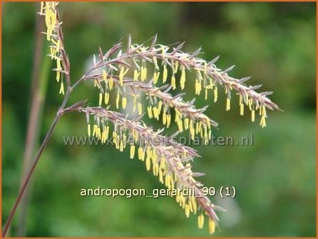Andropogon gerardii | Baardgras