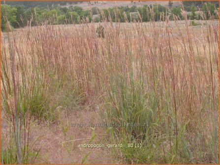 Andropogon gerardii | Baardgras