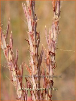 Andropogon gerardii | Baardgras