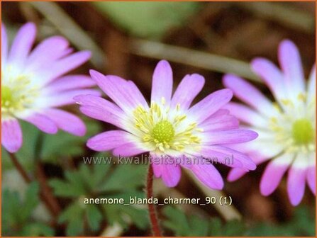 Anemone blanda &#039;Charmer&#039; | Oosterse anemoon