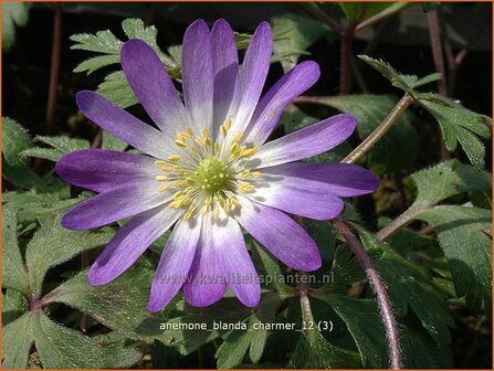Anemone blanda &#039;Charmer&#039; | Oosterse anemoon