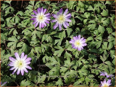 Anemone blanda &#039;Charmer&#039; | Oosterse anemoon