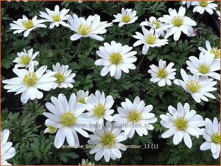 Anemone blanda &#039;White Splendour&#039; | Oosterse anemoon