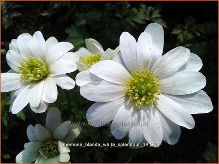 Anemone blanda &#039;White Splendour&#039; | Oosterse anemoon