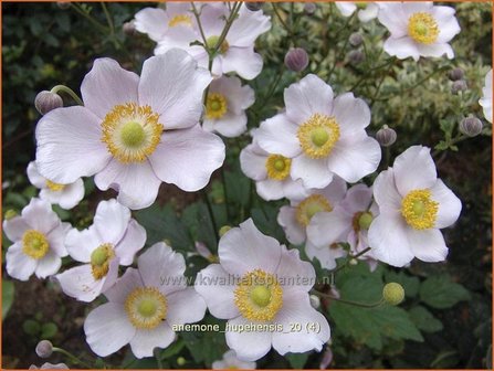Anemone hupehensis | Herfstanemoon, Japanse anemoon, Chinese herfstanemoon, Anemoon | Herbstanemone | Japanese Anemone