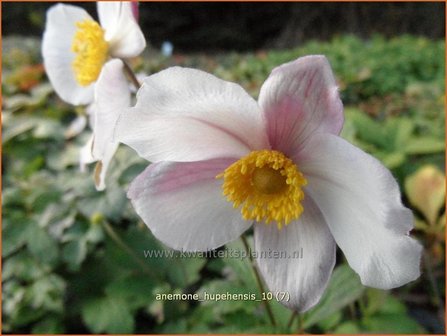 Anemone hupehensis | Herfstanemoon, Japanse anemoon, Chinese herfstanemoon, Anemoon | Herbstanemone | Japanese Anemone