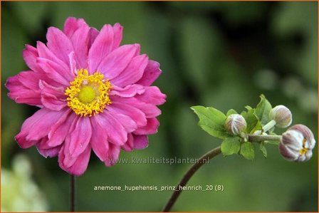 Anemone hupehensis &#039;Prinz Heinrich&#039; | Anemoon, Herfstanemoon, Japanse anemoon