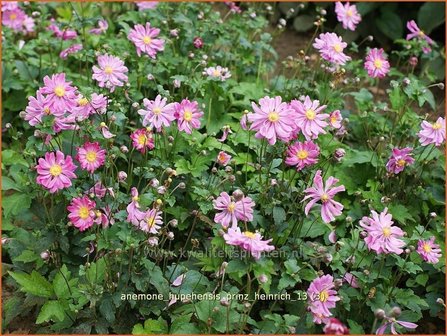 Anemone hupehensis &#039;Prinz Heinrich&#039; | Anemoon, Herfstanemoon, Japanse anemoon